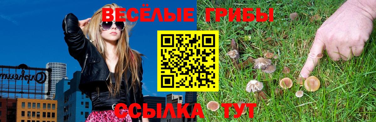 Галлюциногенные грибы Psilocybe Сокол