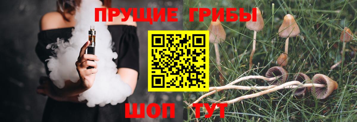 Сокол  Псилоцибиновые грибы GOLDEN TEACHER  Псилоцибиновые грибы GOLDEN TEACHER  Вход с VPN 